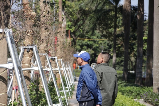 Hà Nội: Diện mạo mới của phố Trích Sài sau khi đánh chuyển 96 cây hoa sữa - 5