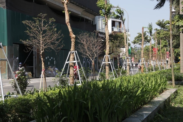 Hà Nội: Diện mạo mới của phố Trích Sài sau khi đánh chuyển 96 cây hoa sữa - 3