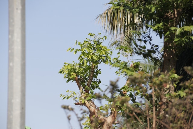 Hà Nội: Diện mạo mới của phố Trích Sài sau khi đánh chuyển 96 cây hoa sữa - 8