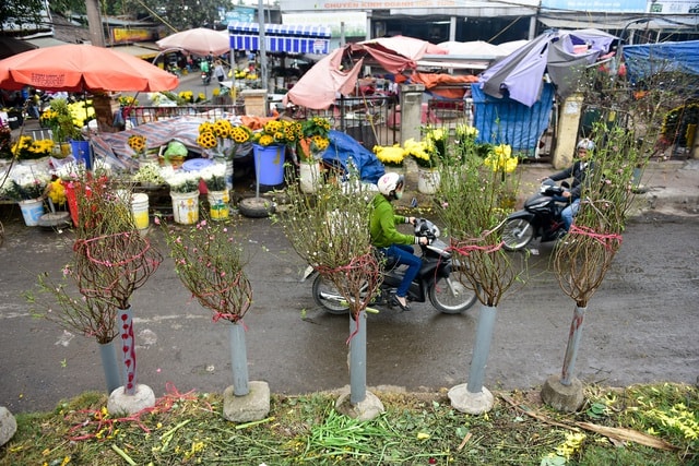 Đào xuống phố sớm, nhiều tuyến đường Hà Nội đã rộn ràng sắc xuân - 7