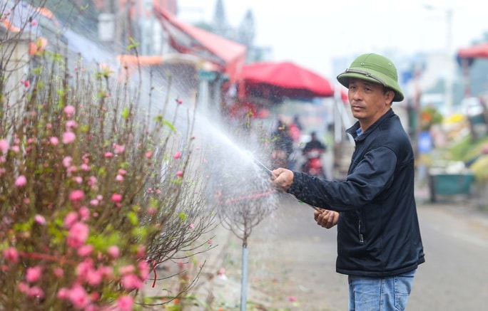 Đào Nhật Tân nở rộ, nhiều tuyến phố Hà Nội ngập tràn sắc xuân - Ảnh 5.