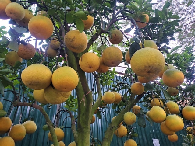 Ngắm vườn bưởi cảnh chơi Tết bạc tỷ ở Hà Nội, 40 triệu đồng/cây 120 quả - Ảnh 6.