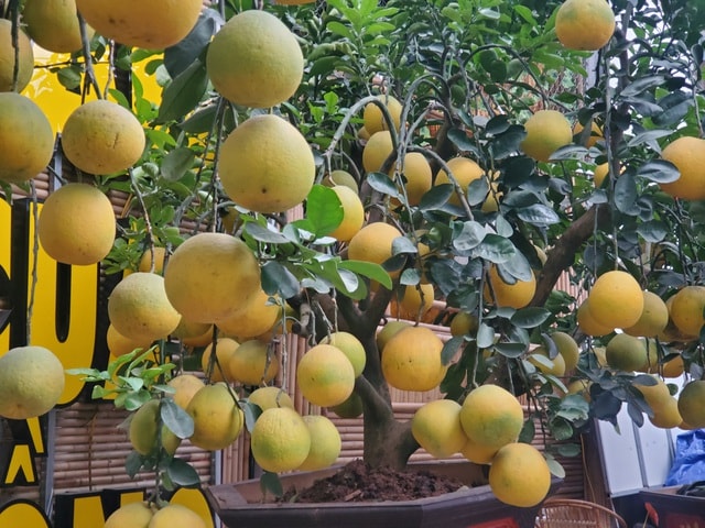 Ngắm vườn bưởi cảnh chơi Tết bạc tỷ ở Hà Nội, 40 triệu đồng/cây 120 quả - Ảnh 9.