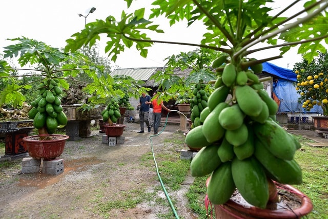 Đu đủ bonsai siêu độc được săn lùng chơi Tết - 2