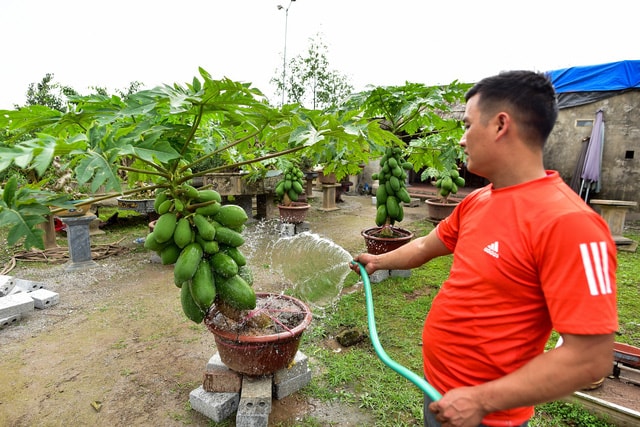 Đu đủ bonsai siêu độc được săn lùng chơi Tết - 9