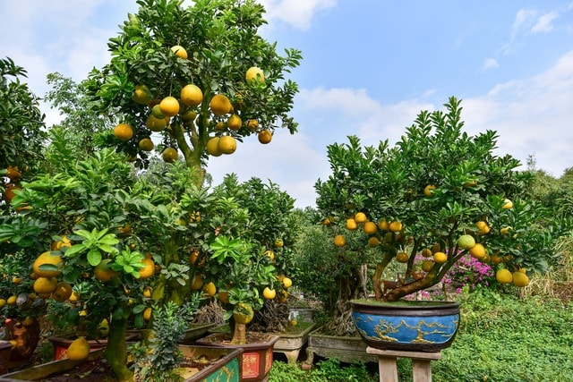 Mãn nhãn với vườn bưởi cảnh cổ thụ tiền tỷ được đại gia săn chơi Tết - 8 Mãn nhãn với vườn bưởi cảnh cổ thụ tiền tỷ được đại gia săn chơi Tết - 8