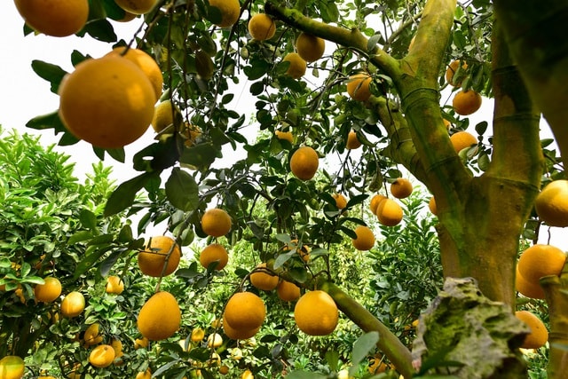 Mãn nhãn với vườn bưởi cảnh cổ thụ tiền tỷ được đại gia săn chơi Tết - 11 Mãn nhãn với vườn bưởi cảnh cổ thụ tiền tỷ được đại gia săn chơi Tết - 11