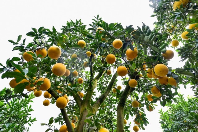 Mãn nhãn với vườn bưởi cảnh cổ thụ tiền tỷ được đại gia săn chơi Tết - 4 Mãn nhãn với vườn bưởi cảnh cổ thụ tiền tỷ được đại gia săn chơi Tết - 4