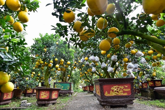 Mãn nhãn với vườn bưởi cảnh cổ thụ tiền tỷ được đại gia săn chơi Tết - 12 Mãn nhãn với vườn bưởi cảnh cổ thụ tiền tỷ được đại gia săn chơi Tết - 12