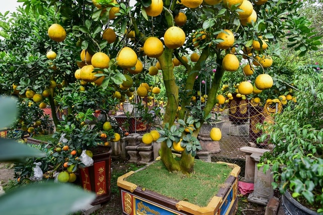 Mãn nhãn với vườn bưởi cảnh cổ thụ tiền tỷ được đại gia săn chơi Tết - 3 Mãn nhãn với vườn bưởi cảnh cổ thụ tiền tỷ được đại gia săn chơi Tết - 3