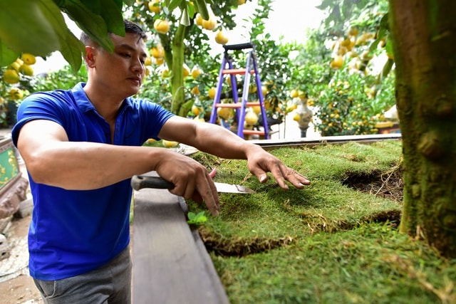 Mãn nhãn với vườn bưởi cảnh cổ thụ tiền tỷ được đại gia săn chơi Tết - 7 Mãn nhãn với vườn bưởi cảnh cổ thụ tiền tỷ được đại gia săn chơi Tết - 7