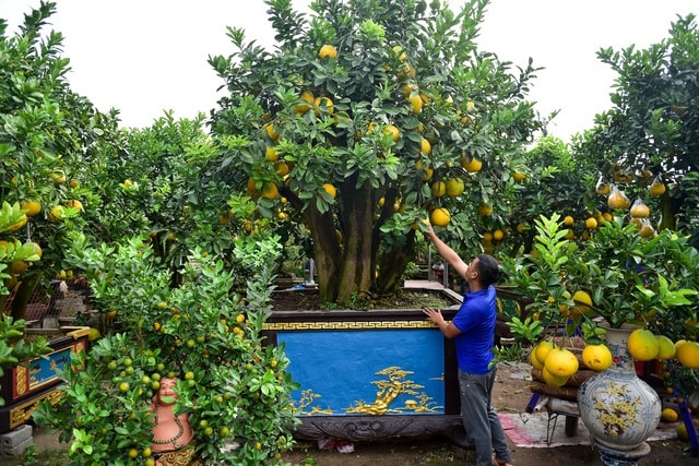 Mãn nhãn với vườn bưởi cảnh cổ thụ tiền tỷ được đại gia săn chơi Tết - 5 Mãn nhãn với vườn bưởi cảnh cổ thụ tiền tỷ được đại gia săn chơi Tết - 5