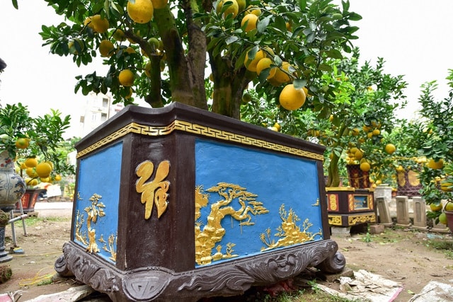 Mãn nhãn với vườn bưởi cảnh cổ thụ tiền tỷ được đại gia săn chơi Tết - 9 Mãn nhãn với vườn bưởi cảnh cổ thụ tiền tỷ được đại gia săn chơi Tết - 9