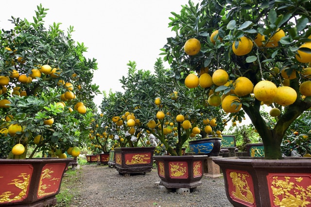 Mãn nhãn với vườn bưởi cảnh cổ thụ tiền tỷ được đại gia săn chơi Tết - 1 Mãn nhãn với vườn bưởi cảnh cổ thụ tiền tỷ được đại gia săn chơi Tết - 1