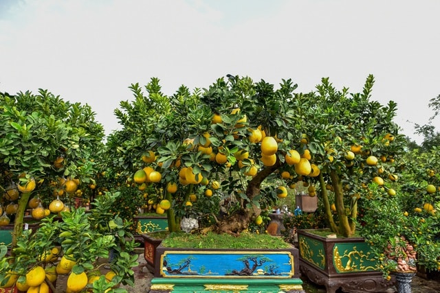 Mãn nhãn với vườn bưởi cảnh cổ thụ tiền tỷ được đại gia săn chơi Tết - 10 Mãn nhãn với vườn bưởi cảnh cổ thụ tiền tỷ được đại gia săn chơi Tết - 10