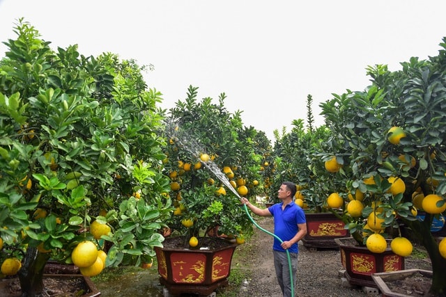 Mãn nhãn với vườn bưởi cảnh cổ thụ tiền tỷ được đại gia săn chơi Tết - 6 Mãn nhãn với vườn bưởi cảnh cổ thụ tiền tỷ được đại gia săn chơi Tết - 6