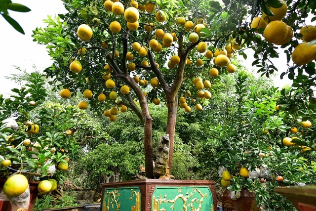 Mãn nhãn với vườn bưởi cảnh cổ thụ tiền tỷ được đại gia săn chơi Tết - 2 Mãn nhãn với vườn bưởi cảnh cổ thụ tiền tỷ được đại gia săn chơi Tết - 2