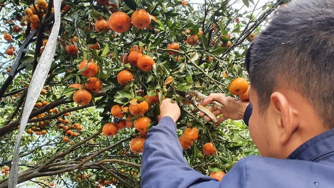 Chiêm ngưỡng cây quýt cổ thụ chưng Tết được đào từ rừng về có giá 100 triệu đồng - Ảnh 10.