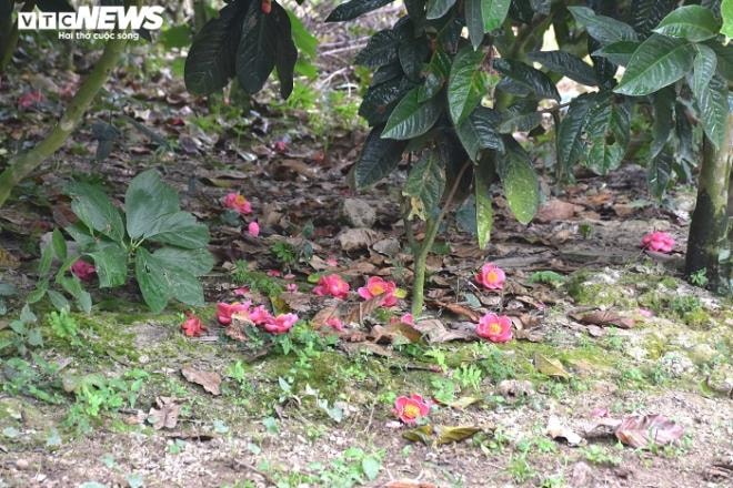 Chiêm ngưỡng vẻ đẹp cây hải đường hơn 100 tuổi ở thành phố Cảng - 12