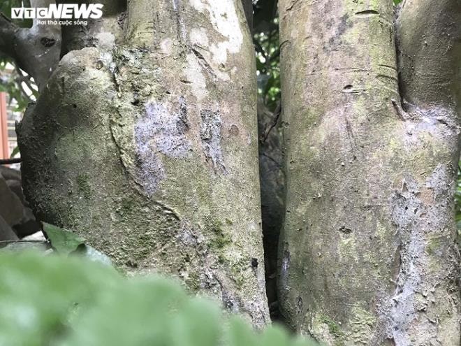 Chiêm ngưỡng vẻ đẹp cây hải đường hơn 100 tuổi ở thành phố Cảng - 2