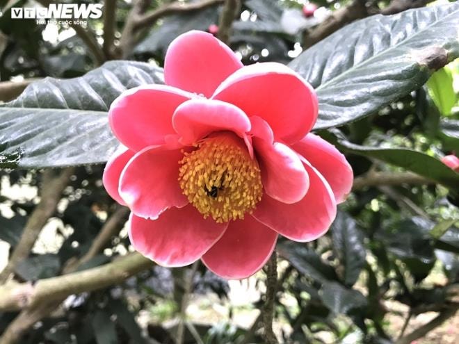 Chiêm ngưỡng vẻ đẹp cây hải đường hơn 100 tuổi ở thành phố Cảng - 6