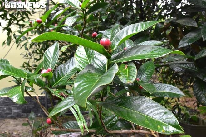 Chiêm ngưỡng vẻ đẹp cây hải đường hơn 100 tuổi ở thành phố Cảng - 4