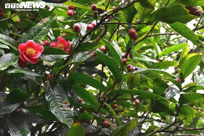 Chiêm ngưỡng vẻ đẹp cây hải đường hơn 100 tuổi ở thành phố Cảng - 5