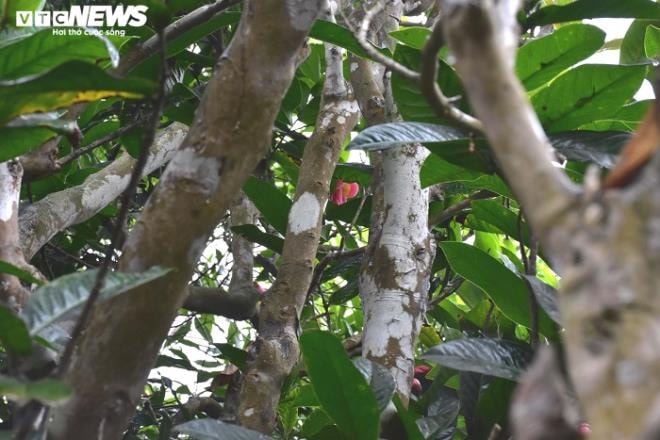 Chiêm ngưỡng vẻ đẹp cây hải đường hơn 100 tuổi ở thành phố Cảng - 8