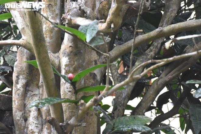 Chiêm ngưỡng vẻ đẹp cây hải đường hơn 100 tuổi ở thành phố Cảng - 3