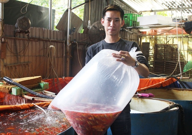 Cá chép cúng ông Công ông Táo: Hàng về nhiều, giá giảm nhẹ - 5