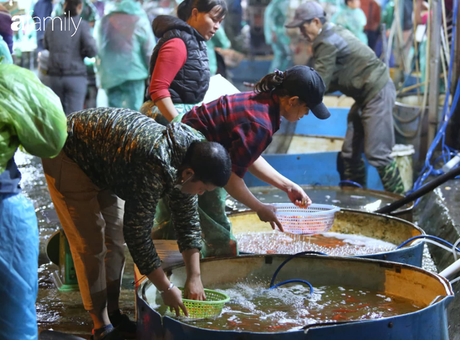 Ngày ông Công ông Táo, chợ cá lớn nhất Hà Nội cháy hàng cá chép từ rạng sáng - Ảnh 2.