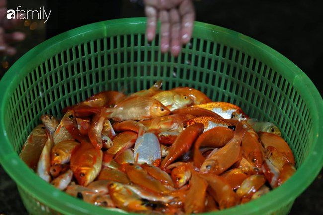 Ngày ông Công ông Táo, chợ cá lớn nhất Hà Nội cháy hàng cá chép từ rạng sáng - Ảnh 12.