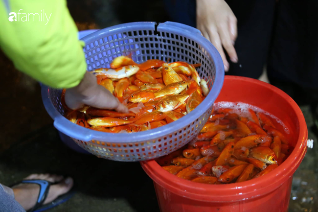 Ngày ông Công ông Táo, chợ cá lớn nhất Hà Nội cháy hàng cá chép từ rạng sáng - Ảnh 15.