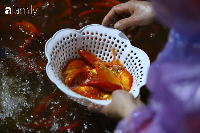 Ngày ông Công ông Táo, chợ cá lớn nhất Hà Nội cháy hàng cá chép từ rạng sáng - Ảnh 7.