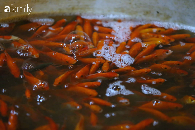 Ngày ông Công ông Táo, chợ cá lớn nhất Hà Nội cháy hàng cá chép từ rạng sáng - Ảnh 8.