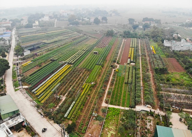 Làng hoa Phù Vân rực rỡ trên vùng chiêm trũng Hà Nam - 1