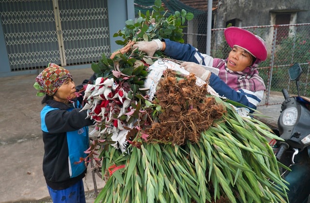 Làng hoa Phù Vân rực rỡ trên vùng chiêm trũng Hà Nam - 9