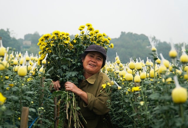 Làng hoa Phù Vân rực rỡ trên vùng chiêm trũng Hà Nam - 4