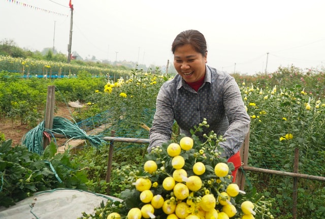 Làng hoa Phù Vân rực rỡ trên vùng chiêm trũng Hà Nam - 7