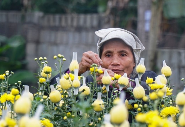 Làng hoa Phù Vân rực rỡ trên vùng chiêm trũng Hà Nam - 8