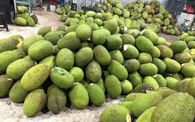 Trung Quốc ngừng mua ăn, giá mít giảm còn 5 ngàn đồng/kg vẫn ế - 1