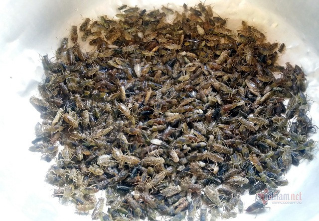 Khu chợ côn trùng bán đầy bọ xít, châu chấu... hiếm có Việt Nam - 7