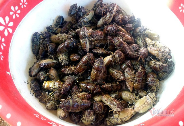 Khu chợ côn trùng bán đầy bọ xít, châu chấu... hiếm có Việt Nam - 4