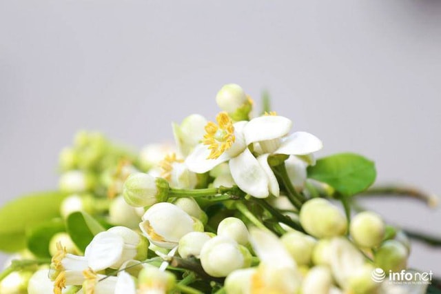 Hoa bưởi đầu mùa xuống phố, thơm nồng nàn khắp phố phường Hà Nội - Ảnh 13.