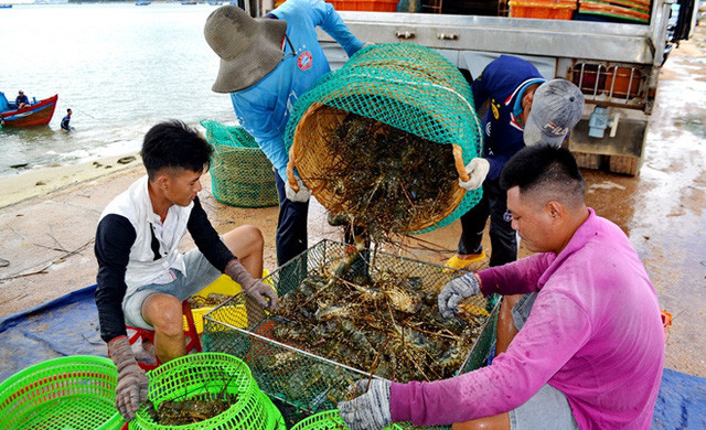 “Giải cứu” tôm hùm ở Phú Yên với giá rẻ chỉ là tin đồn thất thiệt - Ảnh 1.