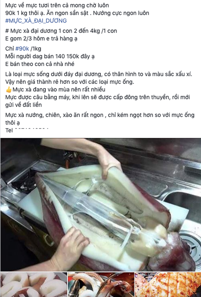 Mực khủng, dân biển chê không ăn, lên Hà Nội thành đặc sản - 1 Mực khủng, dân biển chê không ăn, lên Hà Nội thành đặc sản - 1