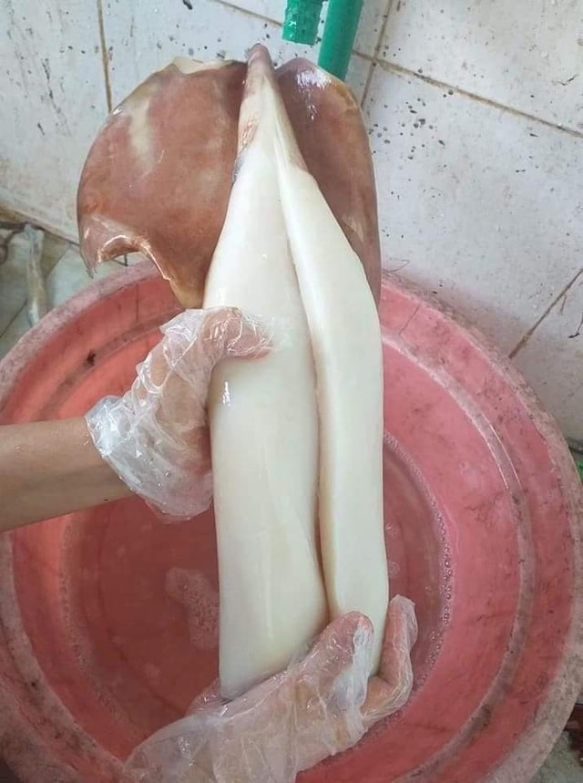 Mực khủng, dân biển chê không ăn, lên Hà Nội thành đặc sản - 4 Mực khủng, dân biển chê không ăn, lên Hà Nội thành đặc sản - 4