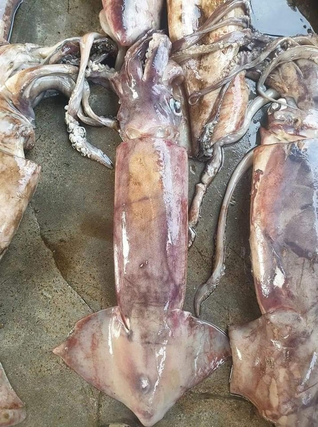 Mực khủng, dân biển chê không ăn, lên Hà Nội thành đặc sản - 3 Mực khủng, dân biển chê không ăn, lên Hà Nội thành đặc sản - 3