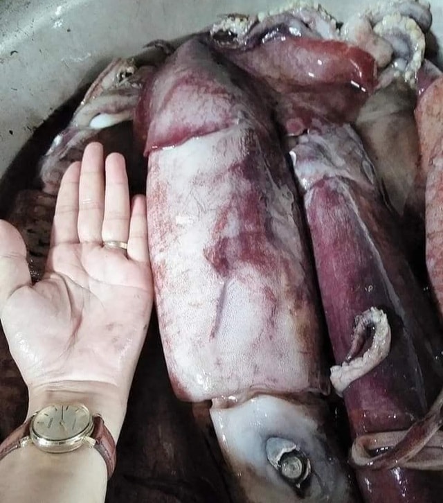 Mực khủng, dân biển chê không ăn, lên Hà Nội thành đặc sản - 2 Mực khủng, dân biển chê không ăn, lên Hà Nội thành đặc sản - 2