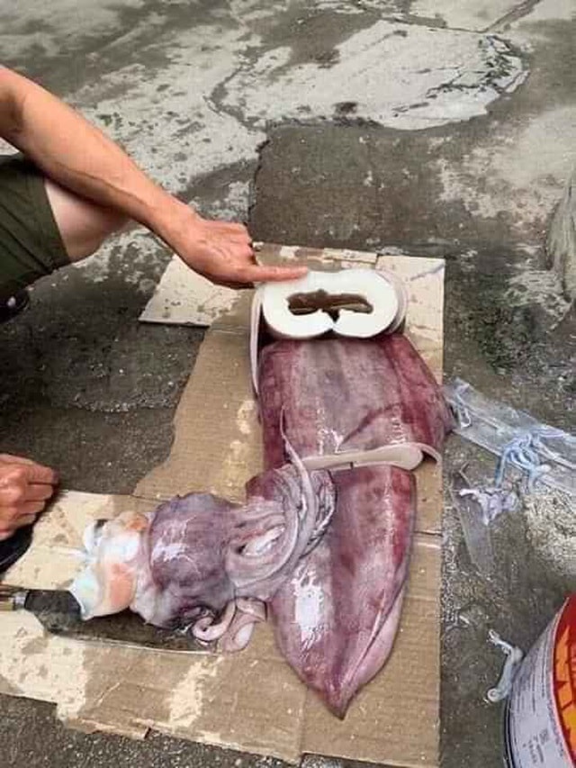 Mực khủng, dân biển chê không ăn, lên Hà Nội thành đặc sản - 5 Mực khủng, dân biển chê không ăn, lên Hà Nội thành đặc sản - 5